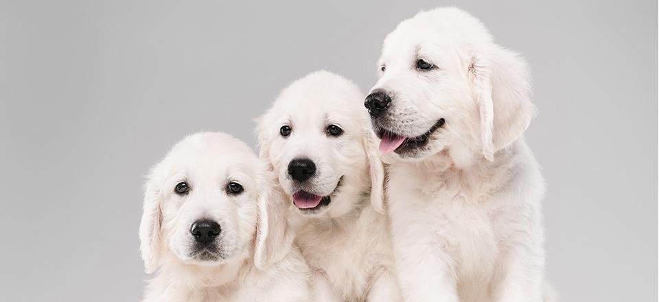 Dica para tirar o cheiro do xixi dos bichinhos que temos em casa!